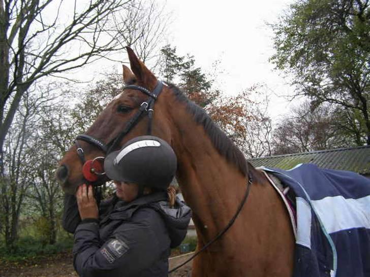 Hannoveraner Bona Laudata(aflivet:'() - i think of you and smile!(L) billede 11