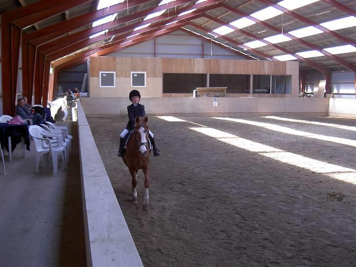 New Forest Rasmus           AFLIVET - til stævne billede 9