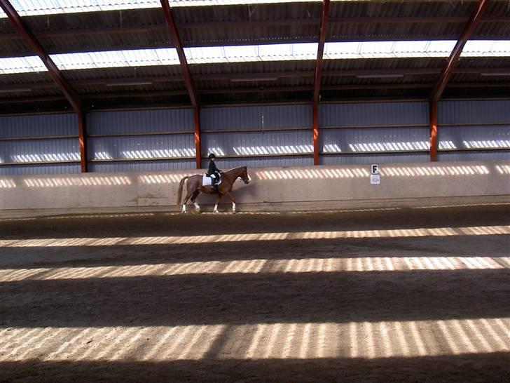 New Forest Rasmus           AFLIVET - til stævne billede 10