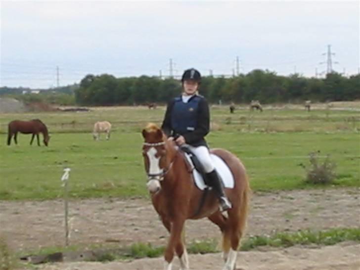 New Forest Rasmus           AFLIVET - Stævne på grev ca 30 år gammel!  billede 11