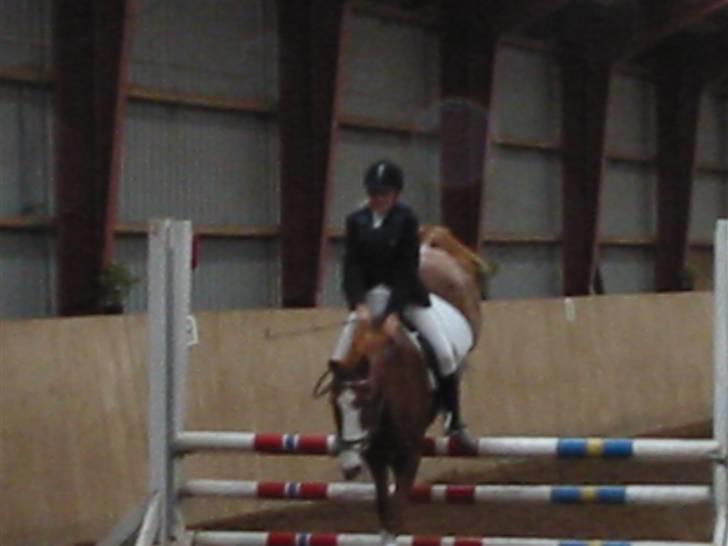 New Forest Rasmus           AFLIVET - stævne på grev :D  billede 12