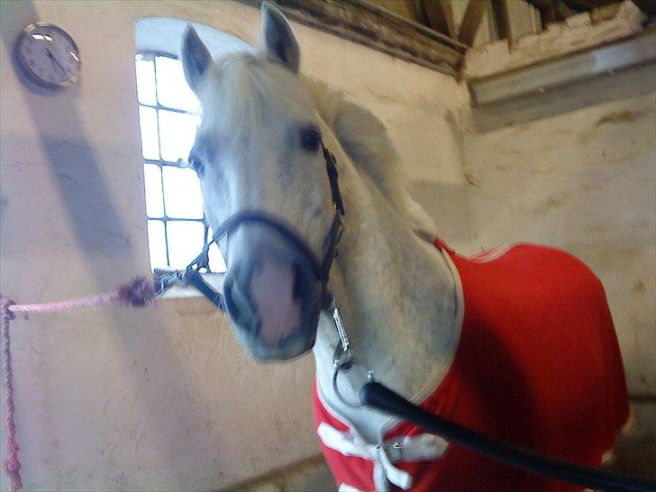 Anden særlig race † Fillur † *Alting* <3 - Da du var syg, man kunne bare ikke se det på dig. du var altid en lille glad pony <3 fille jeg jeg vil altid elske dig, du var en kæmpe støtte for mig. Jeg savner at kalde dig MIIN pony <3 billede 19