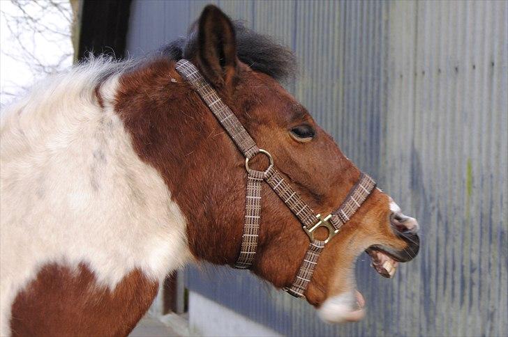 Anden særlig race Marijke - #11- gaaaaaaab [Foto-Mig] billede 11