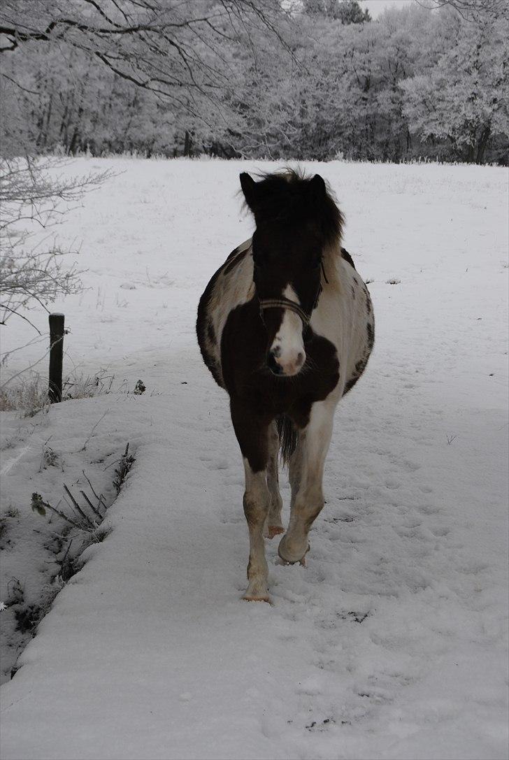 Anden særlig race Marijke - #12 Min lille tykke pony :D[Foto-Mig] billede 12