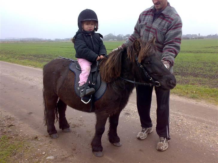 Shetlænder >>Askepan<< Solgt>> billede 1