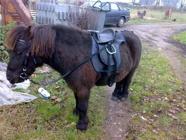 Shetlænder >>Askepan<< Solgt>> billede 2