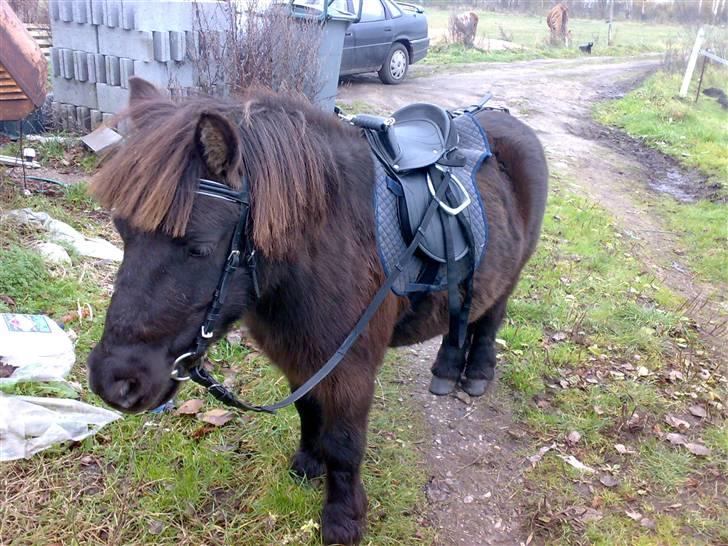 Shetlænder >>Askepan<< Solgt>> billede 3