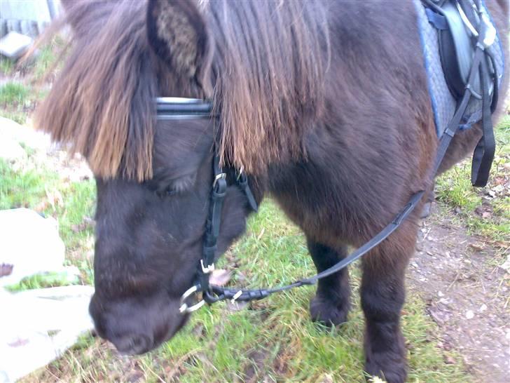 Shetlænder >>Askepan<< Solgt>> billede 4