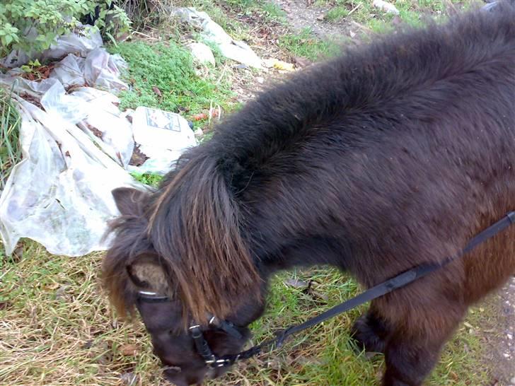 Shetlænder >>Askepan<< Solgt>> billede 5