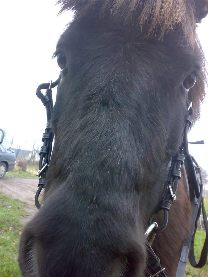 Shetlænder >>Askepan<< Solgt>> billede 6