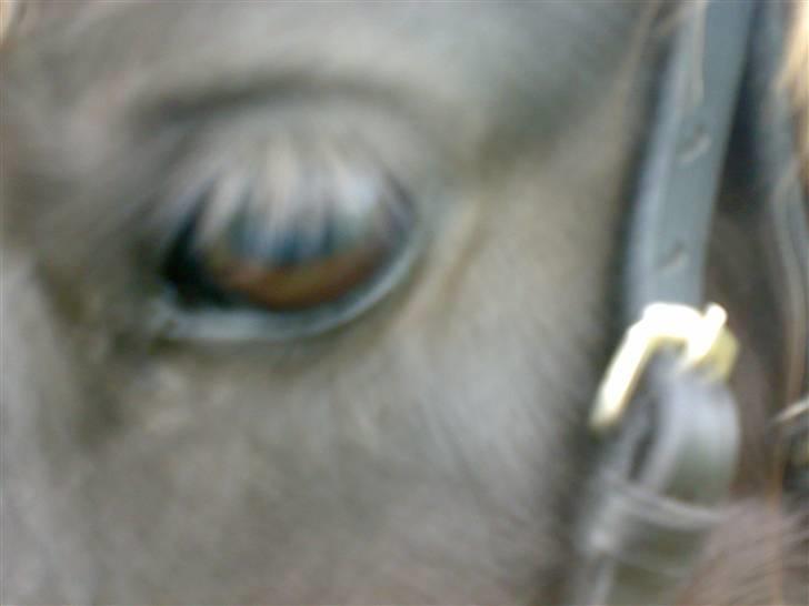 Shetlænder >>Askepan<< Solgt>> billede 7