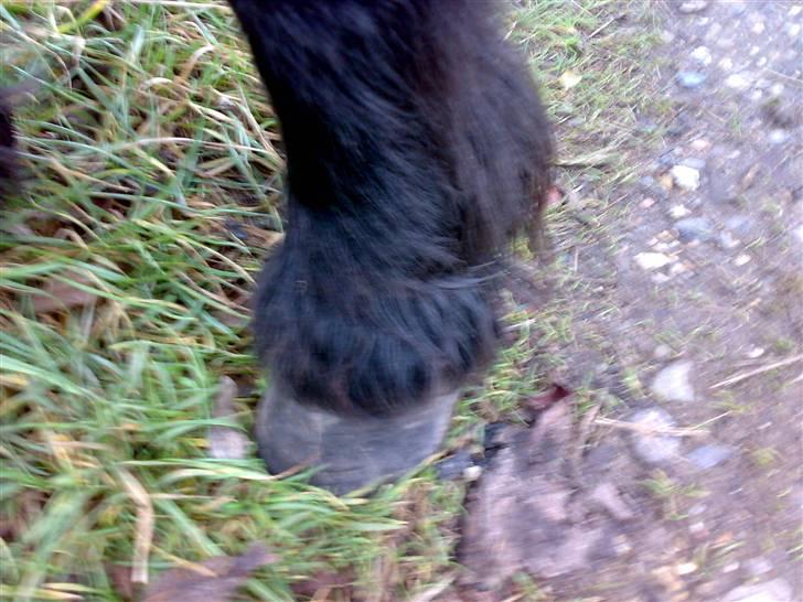 Shetlænder >>Askepan<< Solgt>> billede 8