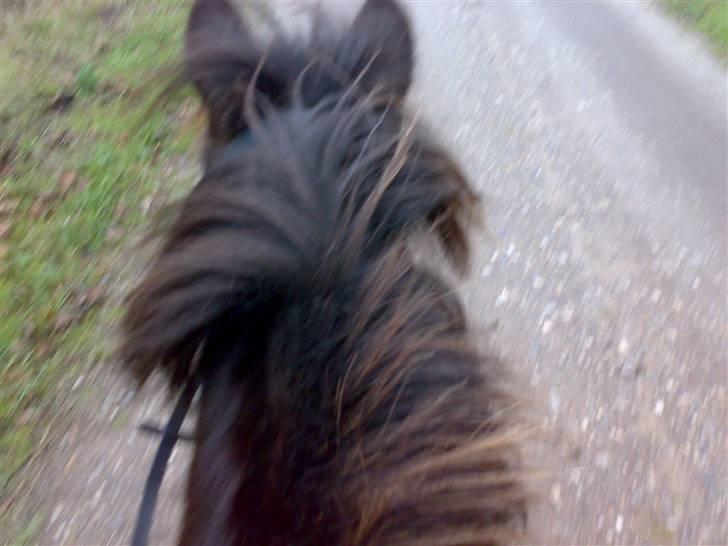 Shetlænder >>Askepan<< Solgt>> billede 9