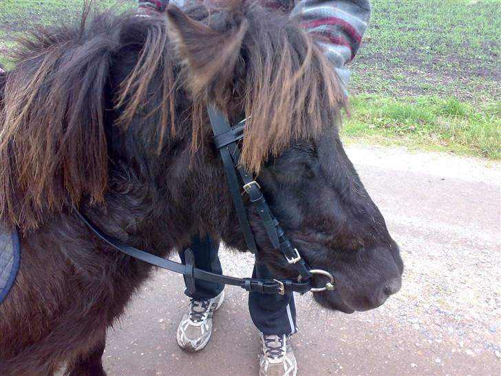 Shetlænder >>Askepan<< Solgt>> billede 11