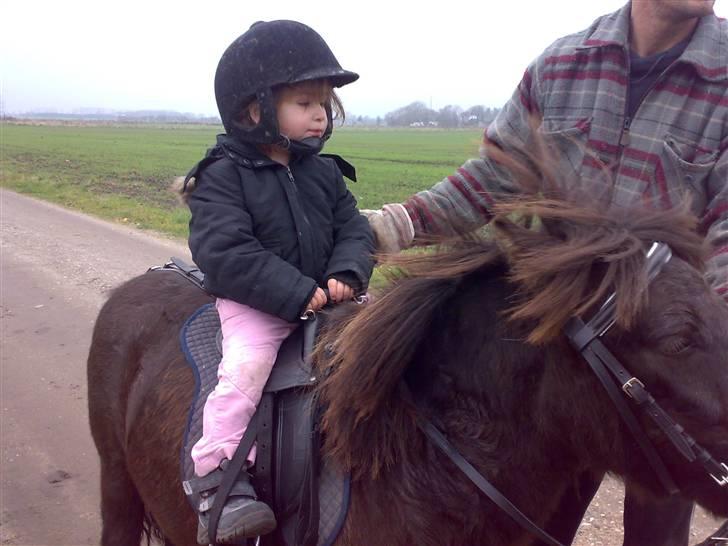 Shetlænder >>Askepan<< Solgt>> billede 12