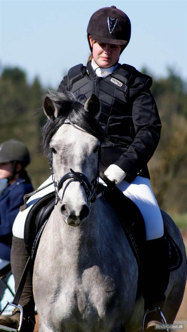 New Forest Rødtjørns Geronimo - Stævne ! Foto: Siv Albeck billede 13