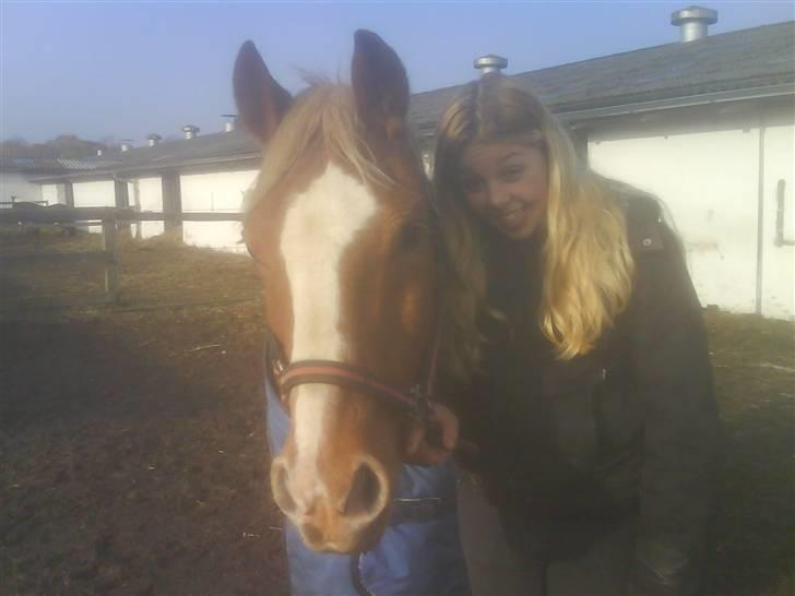 Tyroler Haflinger Dixie<3 (Bacardi)R.I.P:'( - På Besøg hos Dixie <3 Dejligt at se dig igen skat<3 billede 12