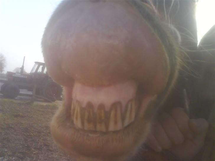Tyroler Haflinger Dixie<3 (Bacardi)R.I.P:'( - Hendes flippede overlæbe<3 Savner dig for hel´vede skat!!<3:´( billede 13