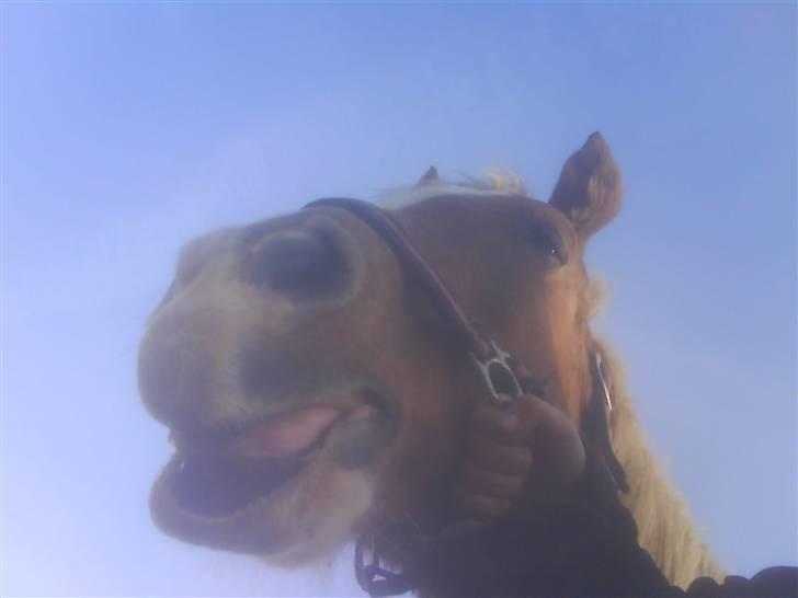 Tyroler Haflinger Dixie<3 (Bacardi)R.I.P:'( - Hendes hængende underlæbe<3 billede 14