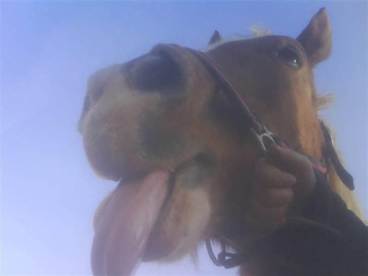 Tyroler Haflinger Dixie<3 (Bacardi)R.I.P:'( - Hun rækker tunge den frækkert:P<3 Vil havedig tilbage!!!! billede 15