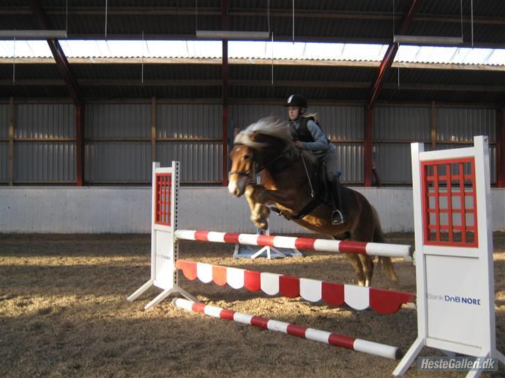 Anden særlig race Odin  - Der springer vi ca. 95 cm (:  billede 14