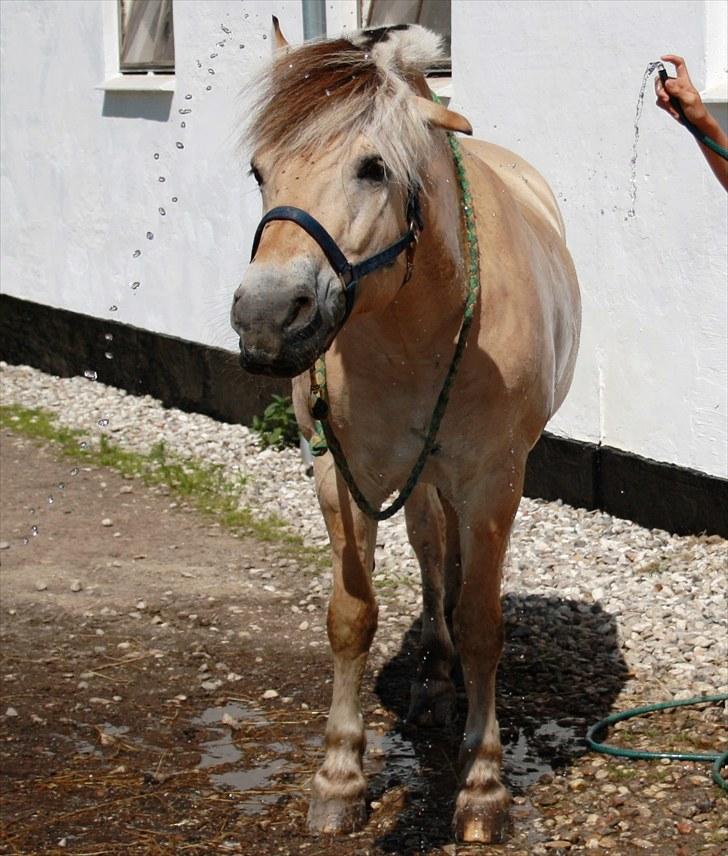 Fjordhest Kastanjegårdens Nick - To wish you were another person, is to waste the person you are. Nick du har gjort mig til den jeg er! Tak skat *-: billede 12
