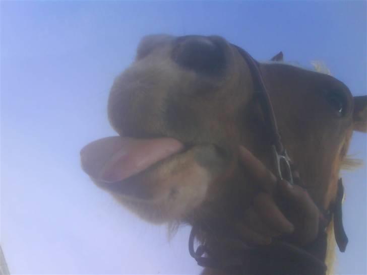 Tyroler Haflinger Dixie<3 (Bacardi)R.I.P:'( - Baah Baah Bussemand du skylder mig et kys nu!<3 Mangler dig i min hverdag skat!<3 billede 16