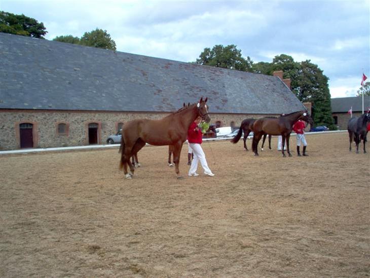 {{currentPhoto.altText}} billede {{currentPhoto.number}}