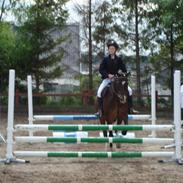 Welsh Cob (sec D) Charlie