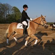 Tyroler Haflinger ( mille af vennemose) !!! Solgt