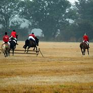 Tyroler Haflinger ( mille af vennemose) !!! Solgt