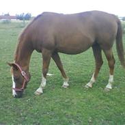 Arabisk fuldblod (OX) thyra