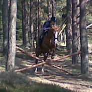 Arabisk fuldblod (OX) thyra