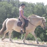 Fjordhest Theis (part)