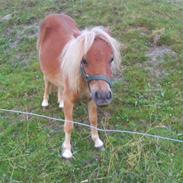 Shetlænder Bastian<3