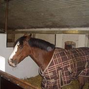 Anden særlig race Ronja<'3