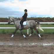 Dansk Varmblod Rigoletto *R.I.P.*