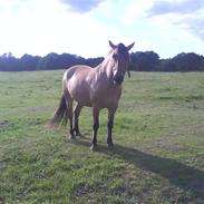 Anden særlig race Bella, elsker den hest!<3