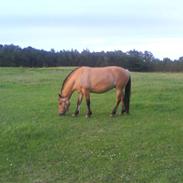 Anden særlig race Bella, elsker den hest!<3