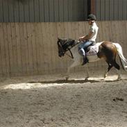 Pinto Svalegårdens Arsenal <3