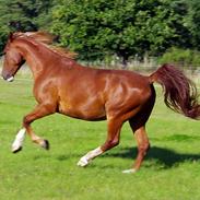 Frederiksborg Tasano