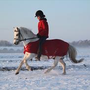 Welsh Mountain (sec A) Rosengårdens Jasmin