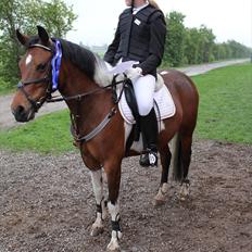 Pinto kærgårds couler lady SAVN