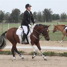 Pinto kærgårds couler lady SAVN