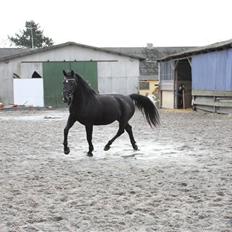 Oldenborg Domino Hedegaard 