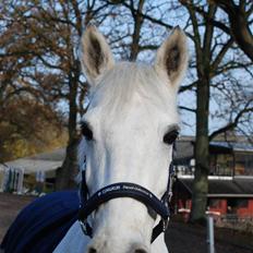 Connemara Zero To Hero