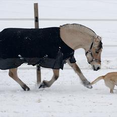 Fjordhest Fagot