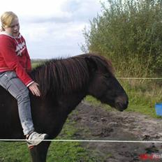 Islænder Viska<3 solgt og savnet