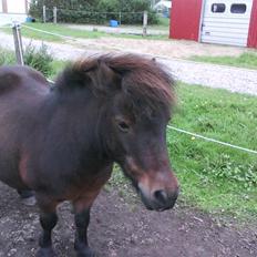 Shetlænder Charlie R.I.P :'( elsket & savnet !! <'3