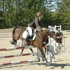 Belgisk Sportspony Cawello (SOLGT)